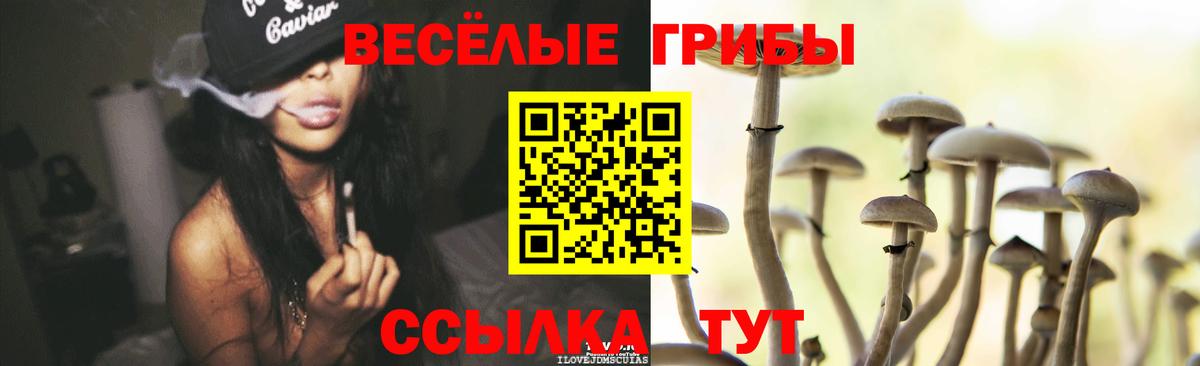наркота  Галлюциногенные грибы Psilocybe  Сызрань  Вход с VPN  Псилоцибиновые грибы прущие грибы 